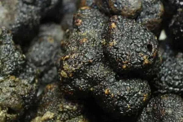 黑松露口蘑披薩的食用禁忌