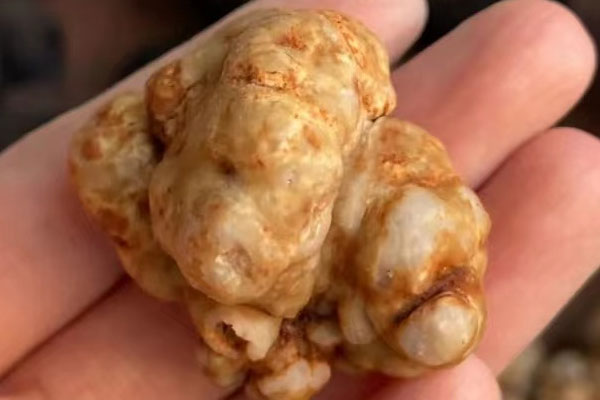 白松露是什么檔次的食材 白松露是什么檔次的食材