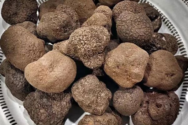 松露的生長環(huán)境 松露的生長環(huán)境