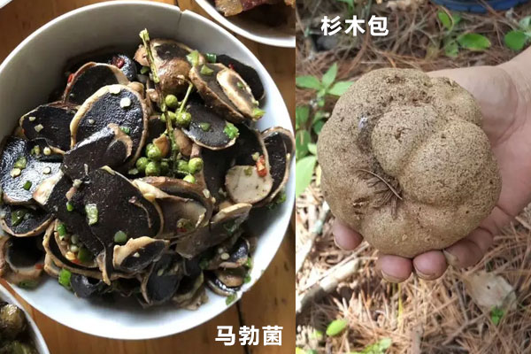 假松露是用什么冒充的 假松露是用什么冒充的