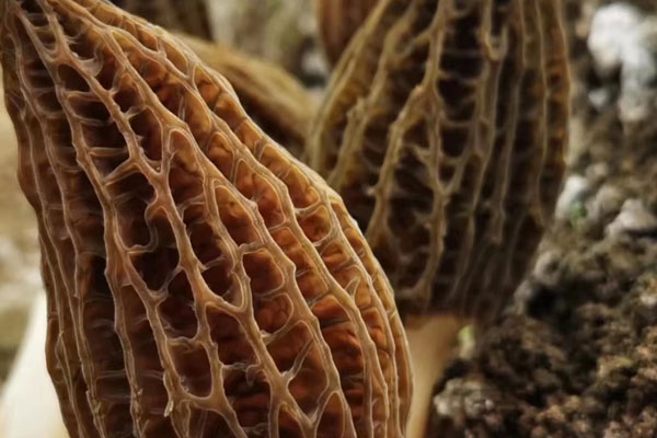 羊肚菌燜羊肚的功效作用 羊肚菌燜羊肚的功效作用