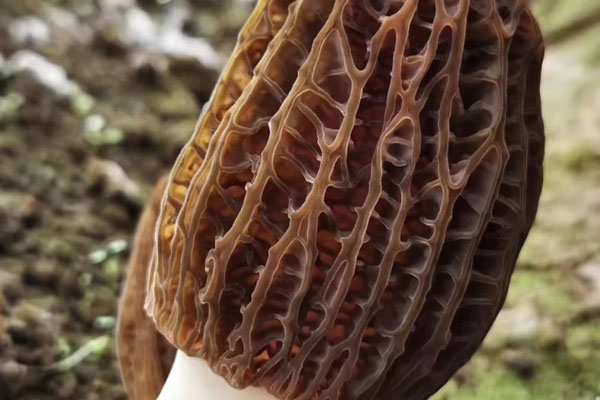 羊肚菌燜羊肚的食用禁忌 羊肚菌燜羊肚的食用禁忌