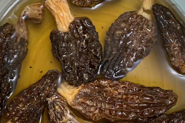 羊肚菌靈芝蓮子湯的食用禁忌 羊肚菌靈芝蓮子湯的食用禁忌