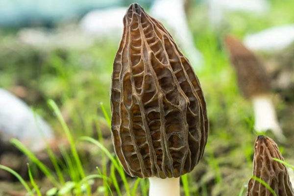 豆豉炒羊肚菌的功效作用 豆豉炒羊肚菌的功效作用