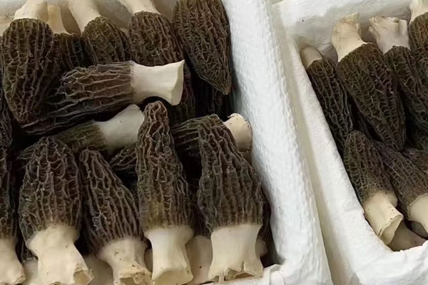 豆豉炒羊肚菌的食用禁忌 豆豉炒羊肚菌的食用禁忌