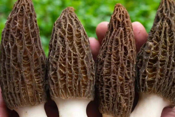 羊肚菌蛤蜊松露醬燉飯的營養(yǎng)價值 羊肚菌蛤蜊松露醬燉飯的營養(yǎng)價值