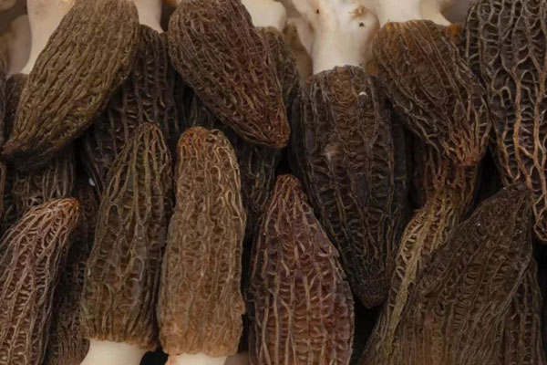 羊肚菌蛤蜊松露醬燉飯的食用禁忌 羊肚菌蛤蜊松露醬燉飯的食用禁忌