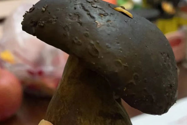 炸牛肝菌油的食用禁忌 炸牛肝菌油的食用禁忌