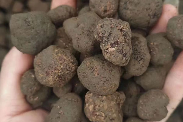 晚期的松露沒有紋路嗎 晚期的松露沒有紋路嗎