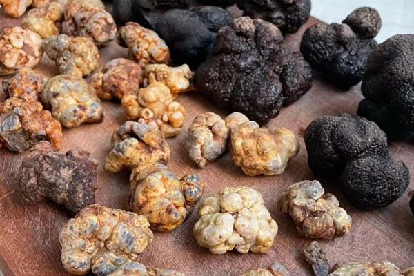 什么時候可以采摘白松露 什么時候可以采摘白松露