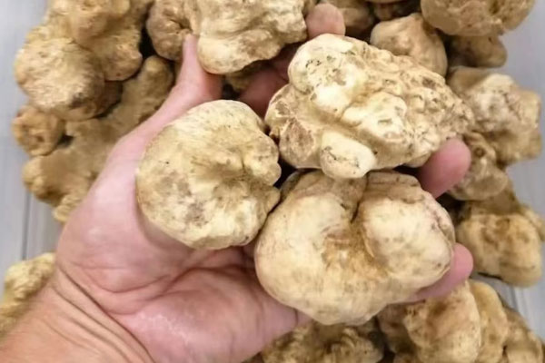 白松露保質期長嗎