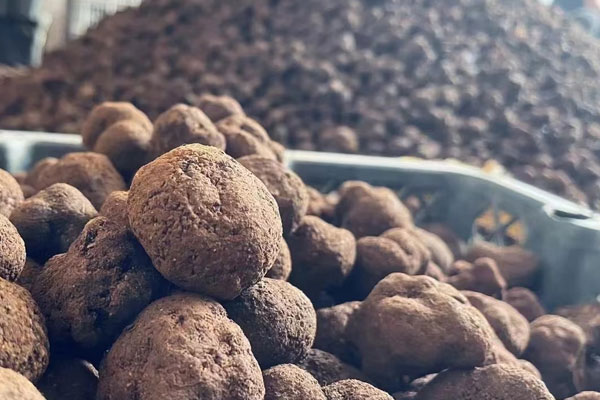 新鮮黑松露是軟的嗎，成熟的松露沒有紋路嗎