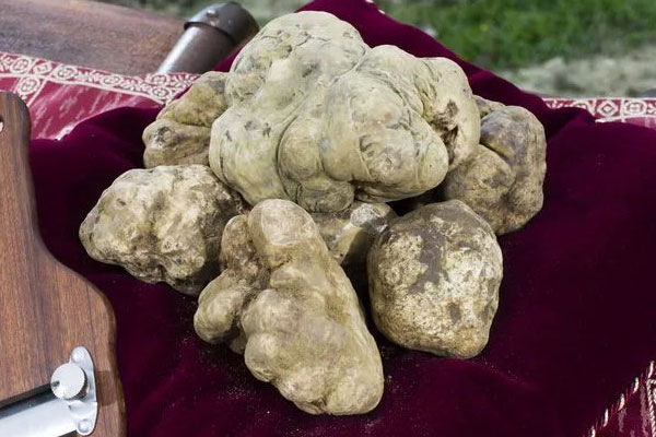 白松露的最佳食用時間 白松露的最佳食用時間