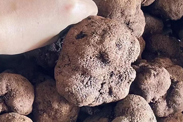 黑松露可以煲什么湯 黑松露可以煲什么湯