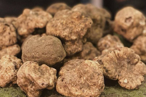 松露中比較著名的三個(gè)種類 松露中比較著名的三個(gè)種類