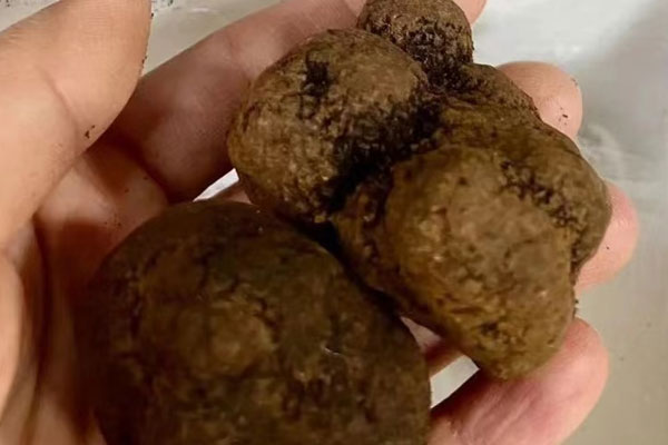 松露只有一種嗎 松露只有一種嗎