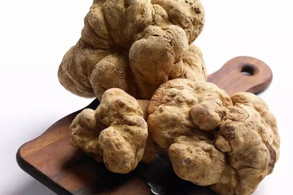 白松露的核心產區(qū) 白松露的核心產區(qū)