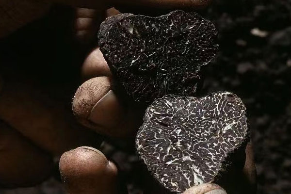 骨髓瘤可以吃黑松露嗎 骨髓瘤可以吃黑松露嗎