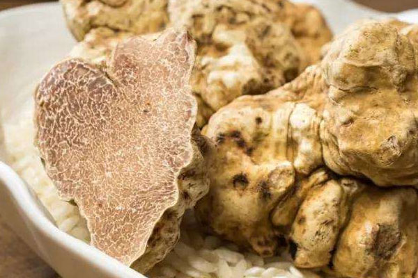 白松露可以受潮嗎 白松露可以受潮嗎