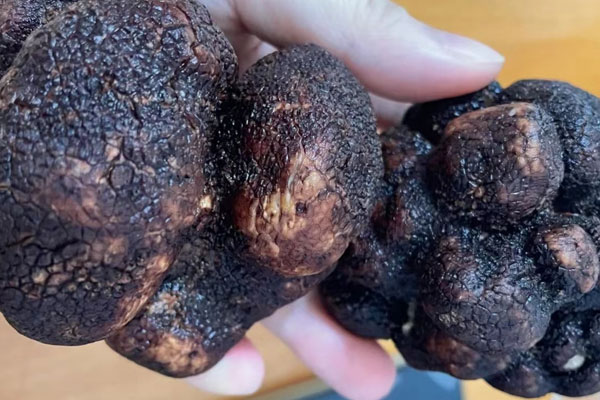 東北的松露冬天凍不死嗎，冬天的山上能挖到松露嗎