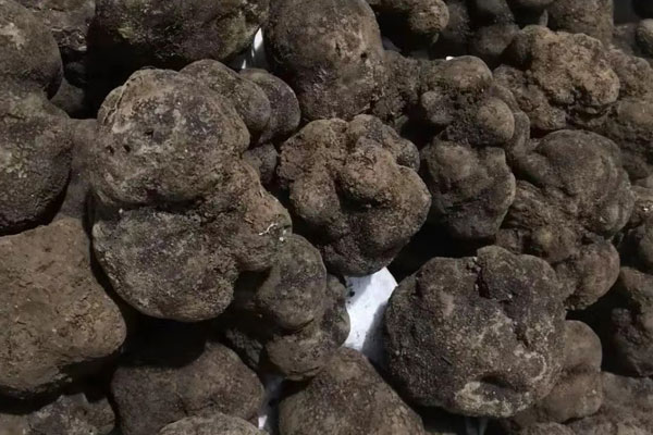 冬天的山上可以挖到松露嗎 冬天的山上可以挖到松露嗎