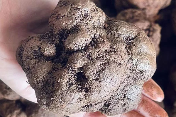 云南的松露好嗎 云南的松露好嗎