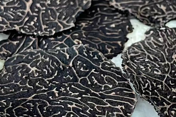 什么樹下有黑松露