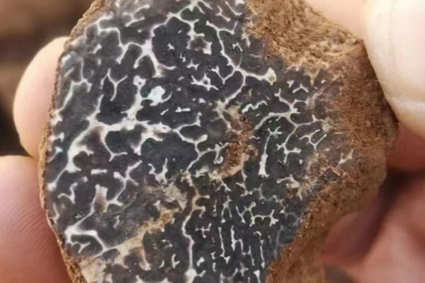 普通的松樹林有沒有松露