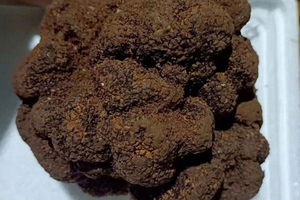 云杉樹下有松露嗎，普通的松樹林有松露嗎