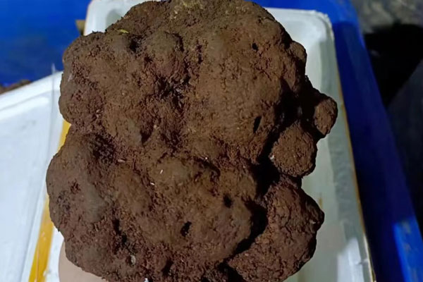 有松露的地方有什么特征，松露的形態(tài)特征