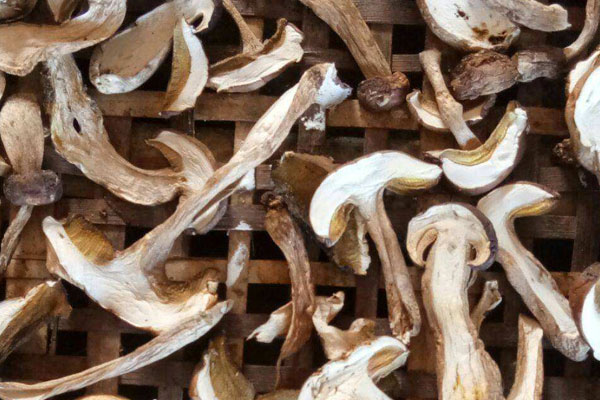 牛肝菌茶樹菇炒蝦仁的食用禁忌 牛肝菌茶樹菇炒蝦仁的食用禁忌