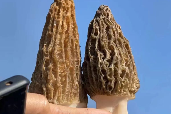 羊肚菌怎么炒好吃，羊肚菌需要焯水嗎