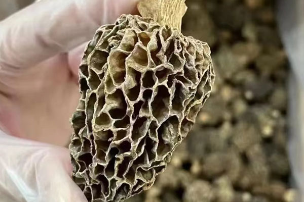 羊肚菌一定生長在高海拔地區(qū)嗎 羊肚菌一定生長在高海拔地區(qū)嗎