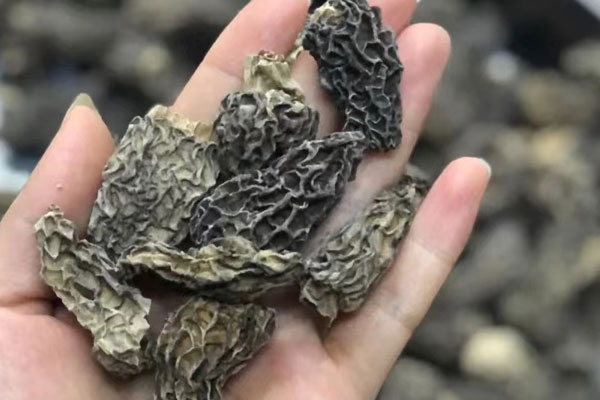 一周吃多少次羊肚菌合適 一周吃多少次羊肚菌合適