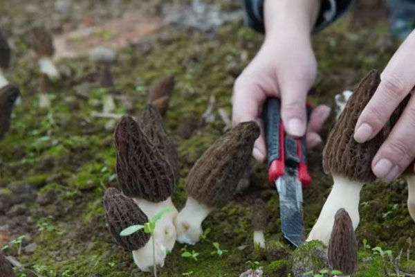 云南羊肚菌為什么好 云南羊肚菌為什么好