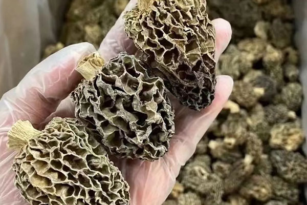 羊肚菌真的有那么好嗎，羊肚菌的特點和口感咋樣