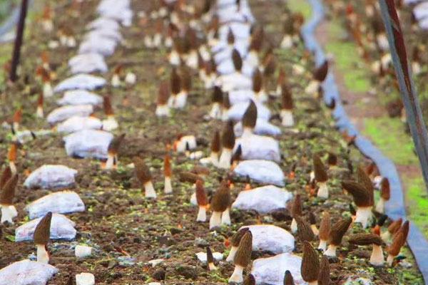 野生羊肚菌為什么珍貴 野生羊肚菌為什么珍貴