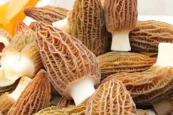 羊肚菌聞著什么味道啊，干羊肚菌聞著是海鮮味嗎