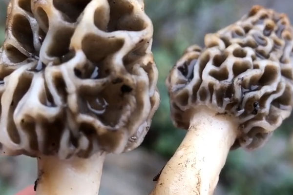 野生羊肚菌采摘容易嗎 野生羊肚菌采摘容易嗎