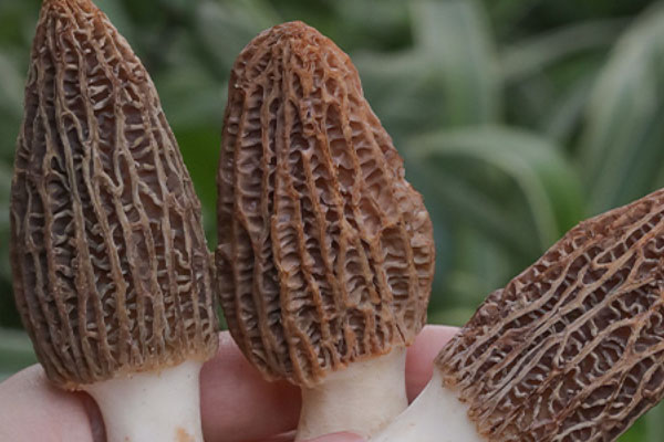 新鮮的羊肚菌很容易爛么，羊肚菌越黑越好嗎