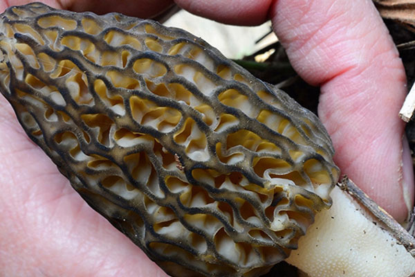 羊肚菌鮮的有點黃了可以吃嗎，羊肚菌里面黑的還能吃嗎