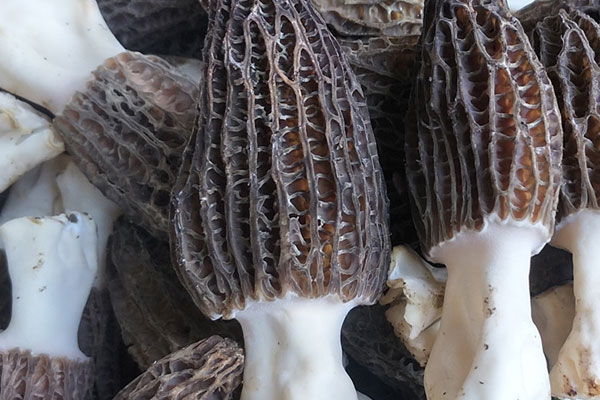 同一個地方可以重復長羊肚菌嗎 同一個地方可以重復長羊肚菌嗎