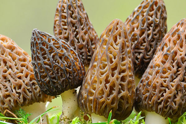 羊肚菌的梗黑色是什么原因，羊肚菌是黑色好還是灰色好