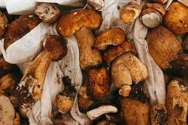 牛肝菌鮮肉腸意面的食用禁忌 牛肝菌鮮肉腸意面的食用禁忌