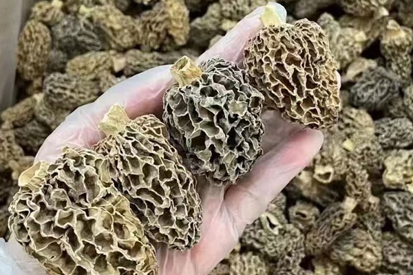 羊肚菌花膠板栗湯的食用禁忌 羊肚菌花膠板栗湯的食用禁忌