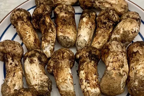 松茸瑤柱炒木耳的食用禁忌 松茸瑤柱炒木耳的食用禁忌