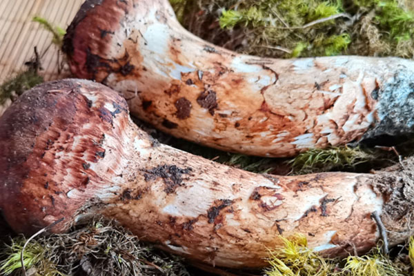 炸松茸冰菜沙拉的功效作用 炸松茸冰菜沙拉的功效作用