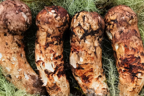 炸松茸冰菜沙拉的食用禁忌 炸松茸冰菜沙拉的食用禁忌