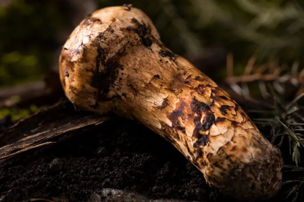 松茸牛油果刺身的功效作用 松茸牛油果刺身的功效作用