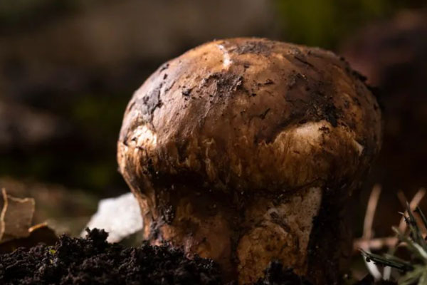 炸松茸芒果沙拉的營(yíng)養(yǎng)價(jià)值 炸松茸芒果沙拉的營(yíng)養(yǎng)價(jià)值